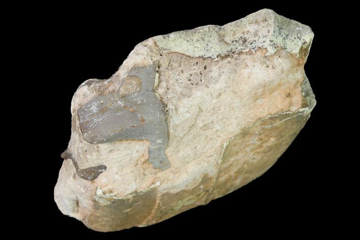 Fossil Running Rhino (Hyracodon) Jaw Section - South Dakota #160911